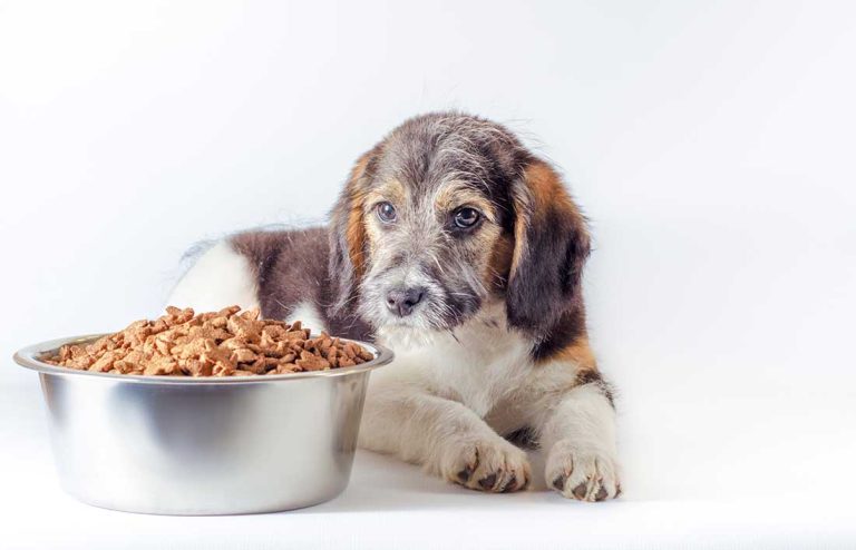 Notre guide d’achat de croquettes pour chiens
