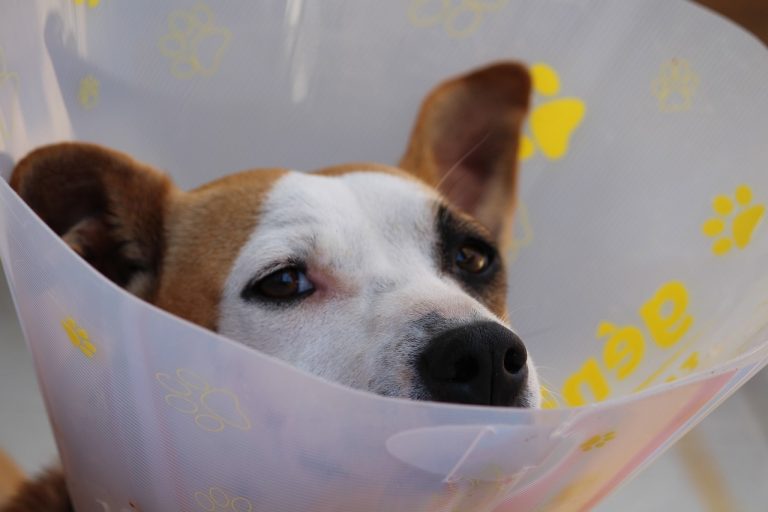Les vétérinaires ukrainiens aident les chiens en première ligne