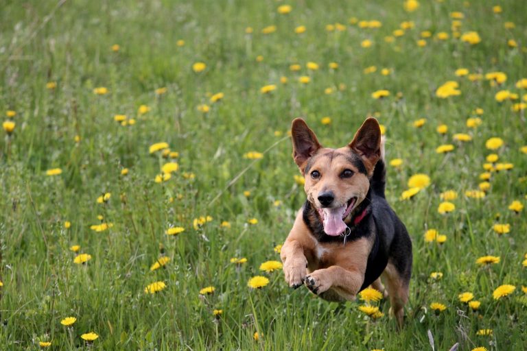 Voici 8 races de chien qui sont pleines de ressources