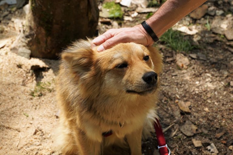 10 races de chiens les plus courantes dans les refuges