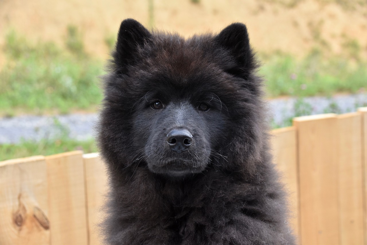 Eurasier