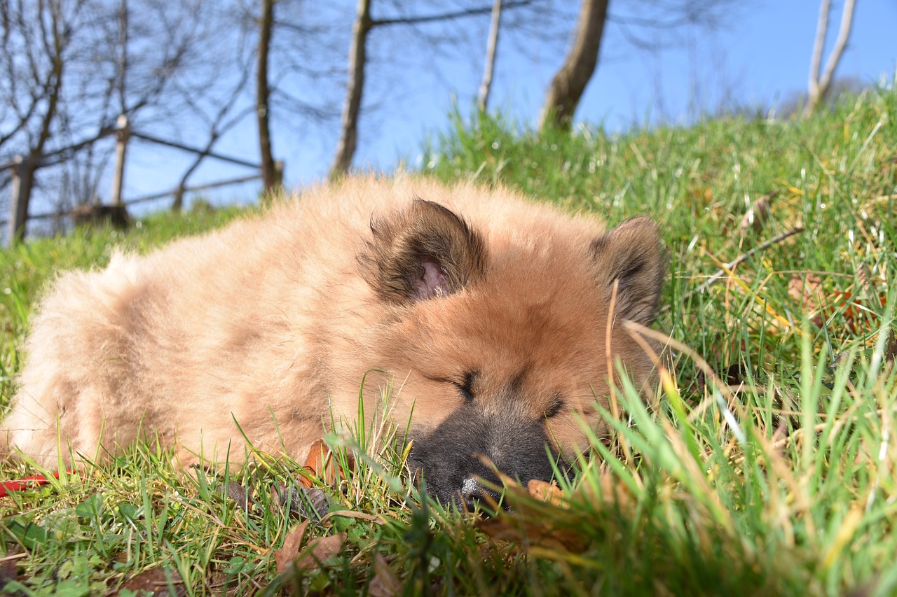 races de chien qui sont les moins vigoureuses