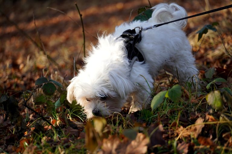 Des chiens renifleurs aident les chercheurs à lutter contre les mouches
