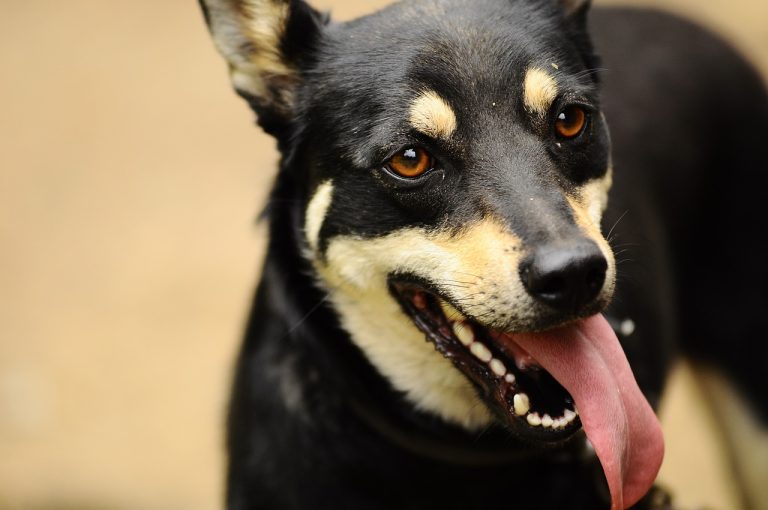 4 raisons pour lesquelles la langue de votre chien dépasse