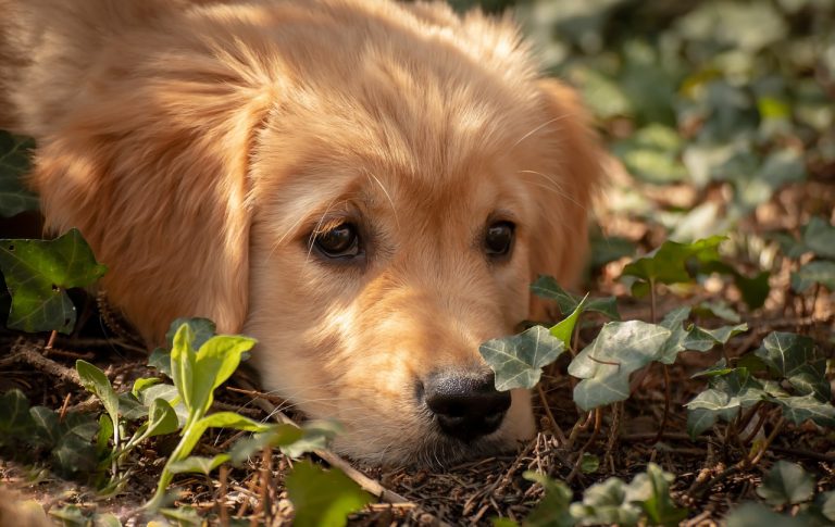 Les dangers les plus courants du jardin pour les chiens