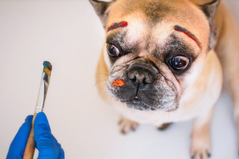 Les chiens sont-ils créatifs ? Une étude le démontre