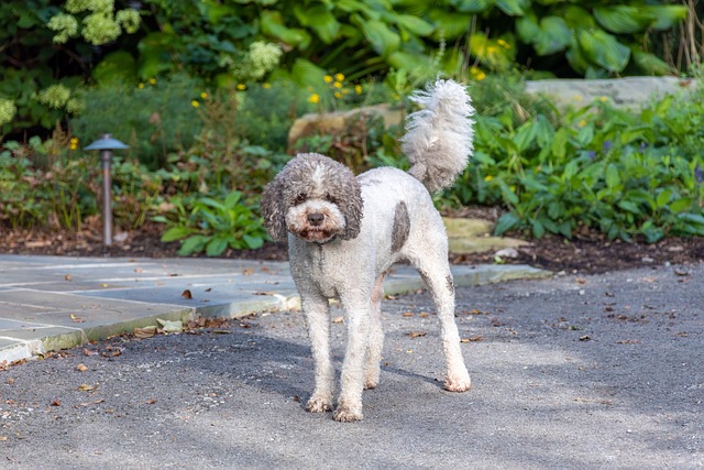 Lagotto Romagnolo