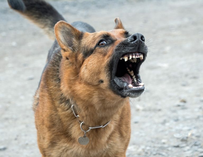 7 races de chien qui n’ont vraiment pas leur langue dans la poche 