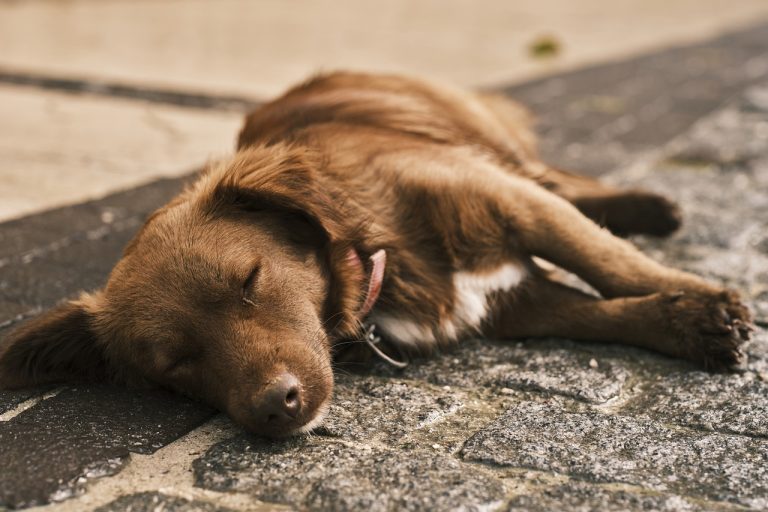 Les 8 races de chien qui sont les plus épuisantes pour leur maitre