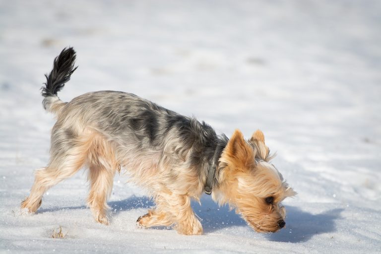 Les 9 races de chiens qui ont le meilleur odorat