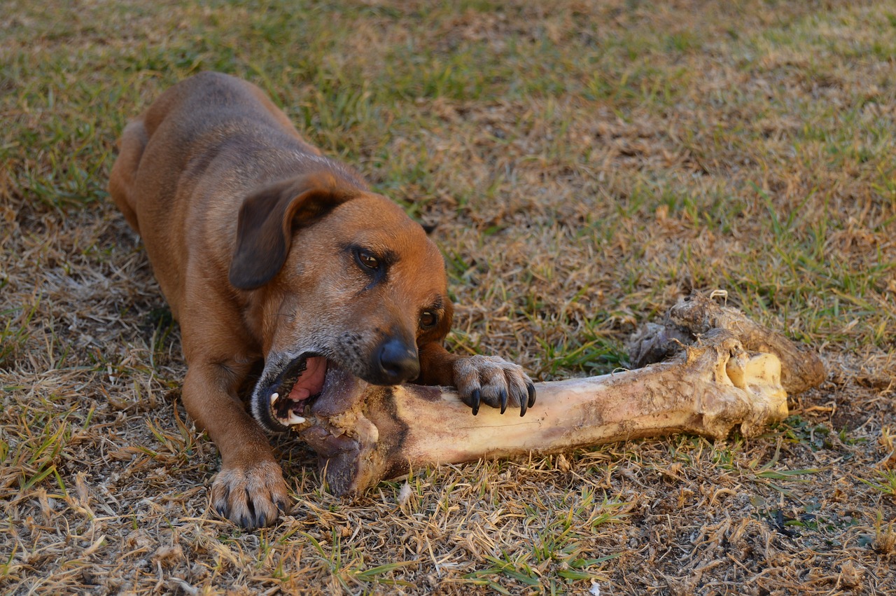 Quels sont les os pour chiens les plus sûrs ?