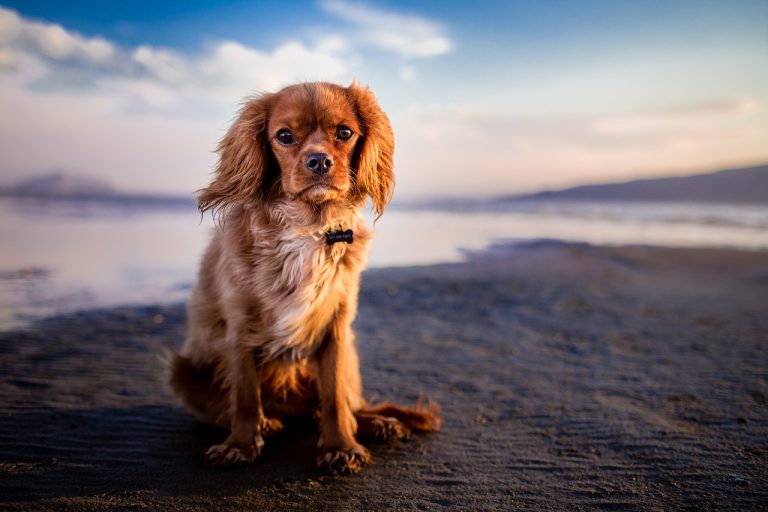Quels races de chiens risquent d’avoir peur des vagues ?