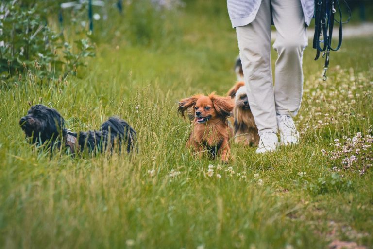 5 façons de rendre la promenade plus excitante pour le chien