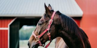 éthologue communiquer avec votre cheval