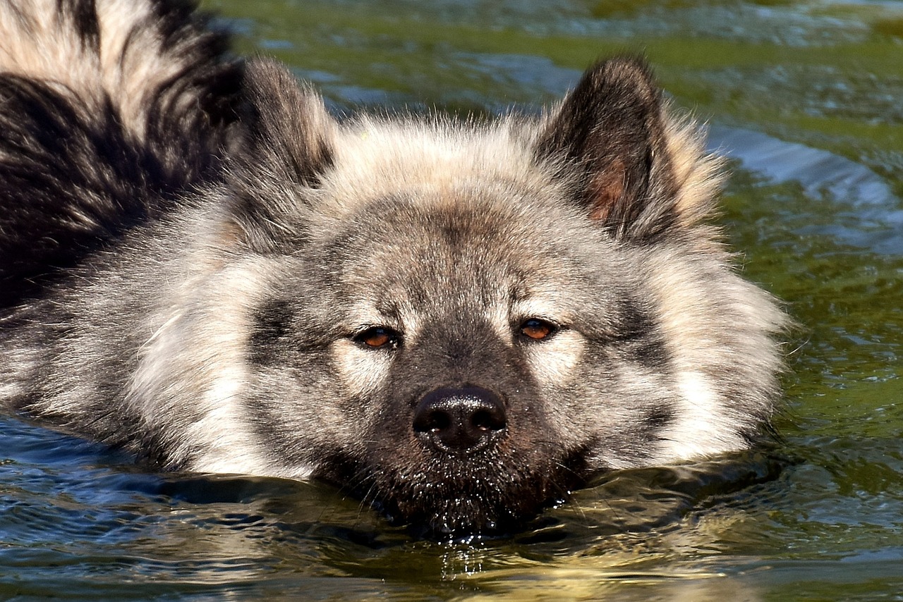 Eurasier