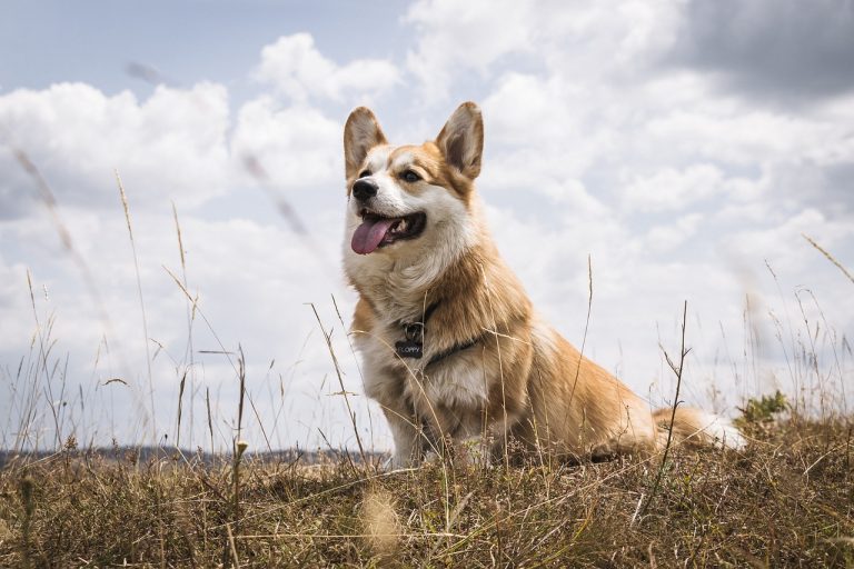Les meilleures races de chiens le signe du cancer