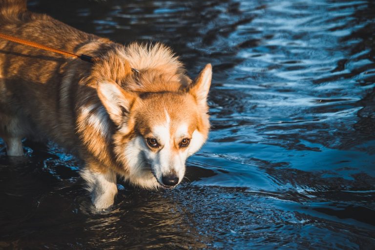 Comment initier votre chien à l’eau