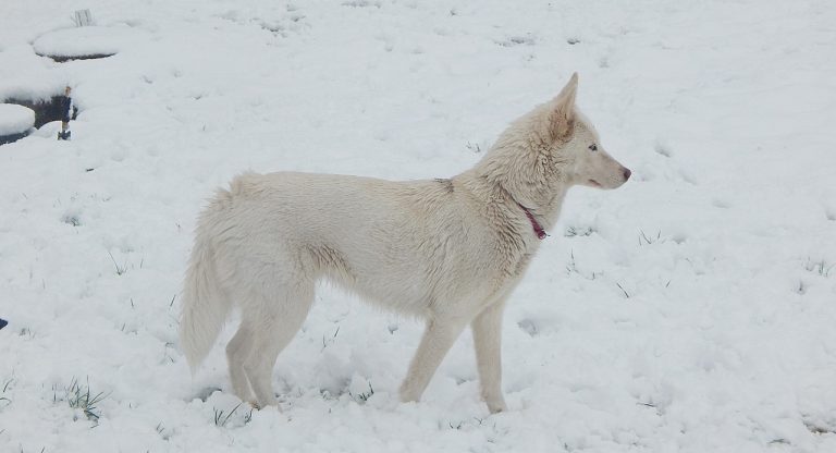 Un chien perdu s’échoue sur la banquise en Alaska