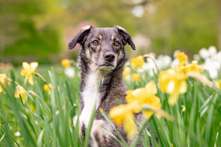 5 faits étonnants sur le comportement des chiens au printemps