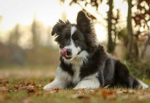 races de chien qui ne savent pas se tenir