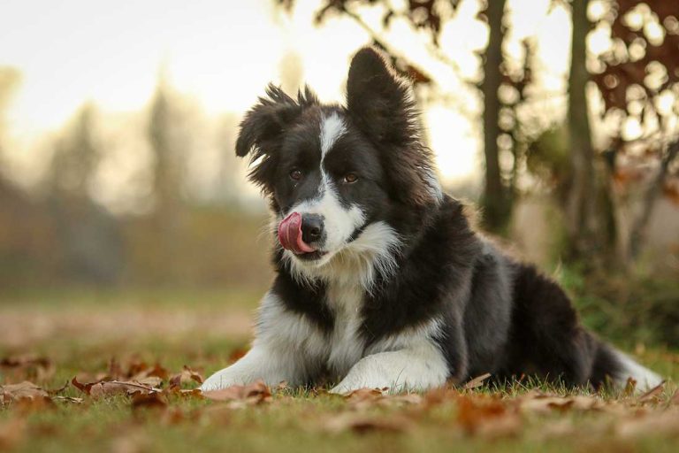 Voici 8 races de chien qui ne savent pas se tenir