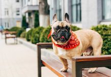 races de chien qui vont vous apporter du réconfort