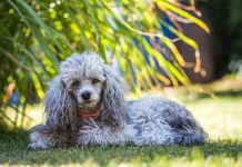 races de chien qui savent se tenir