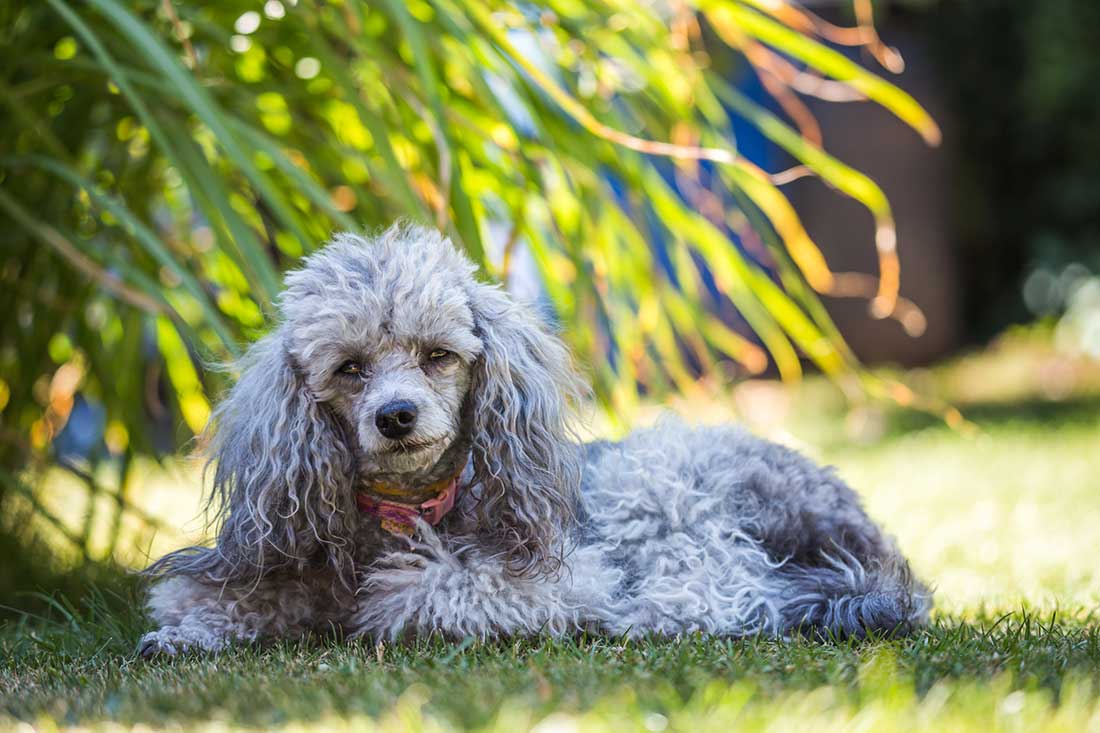 races de chien qui savent se tenir