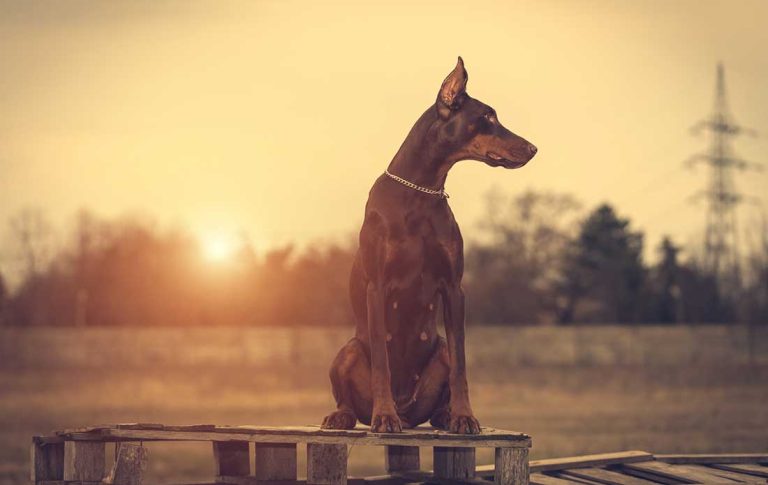 Voici 8 races de chien qui pourront porter secours à leur maître