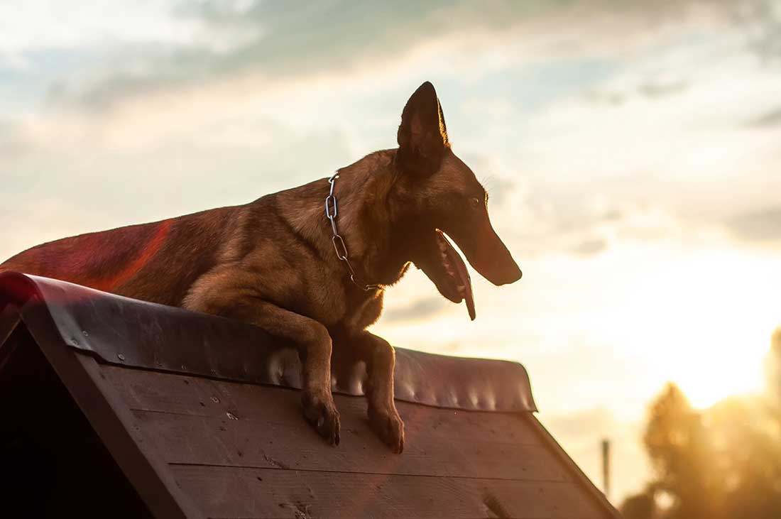 races de chien qui vont être d’un grand soutien