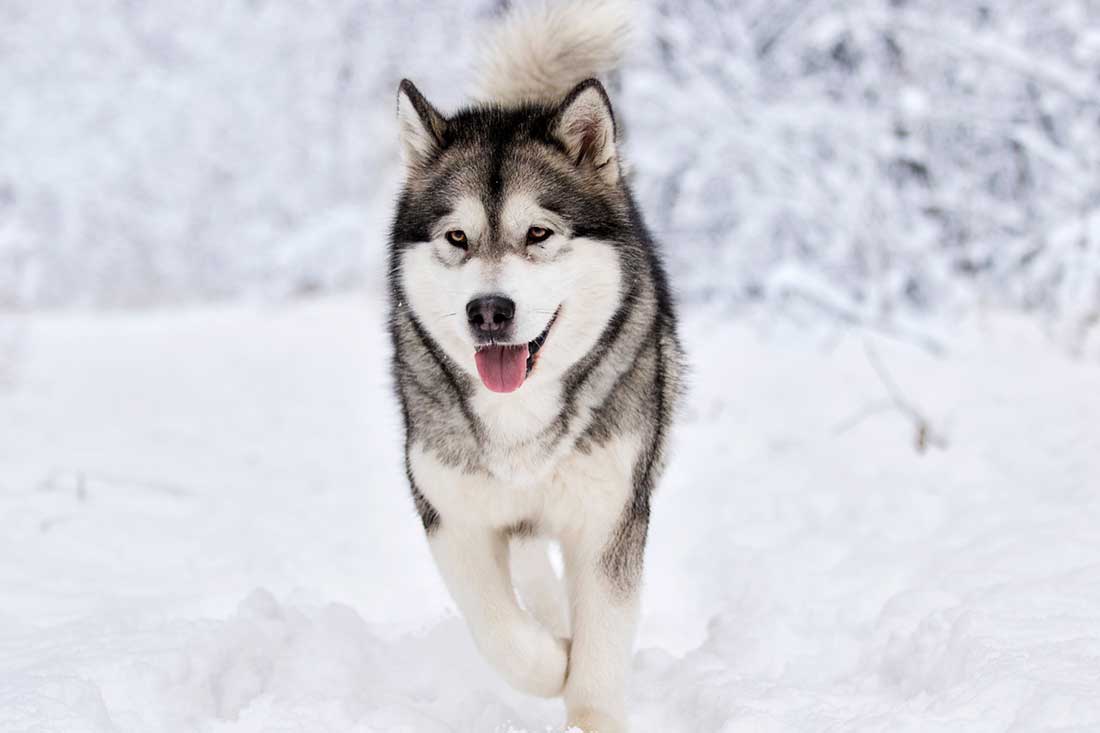 races de chien qui n’aiment pas être caressées