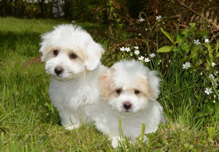 Un chien abattu par un voisin