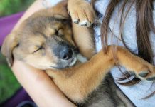 races de chien qui aiment être serrées dans les bras