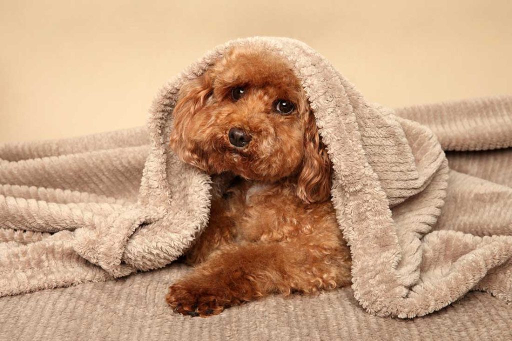 Les 7 races de chien qui font bon ménage avec leurs congénères - Animal.ch