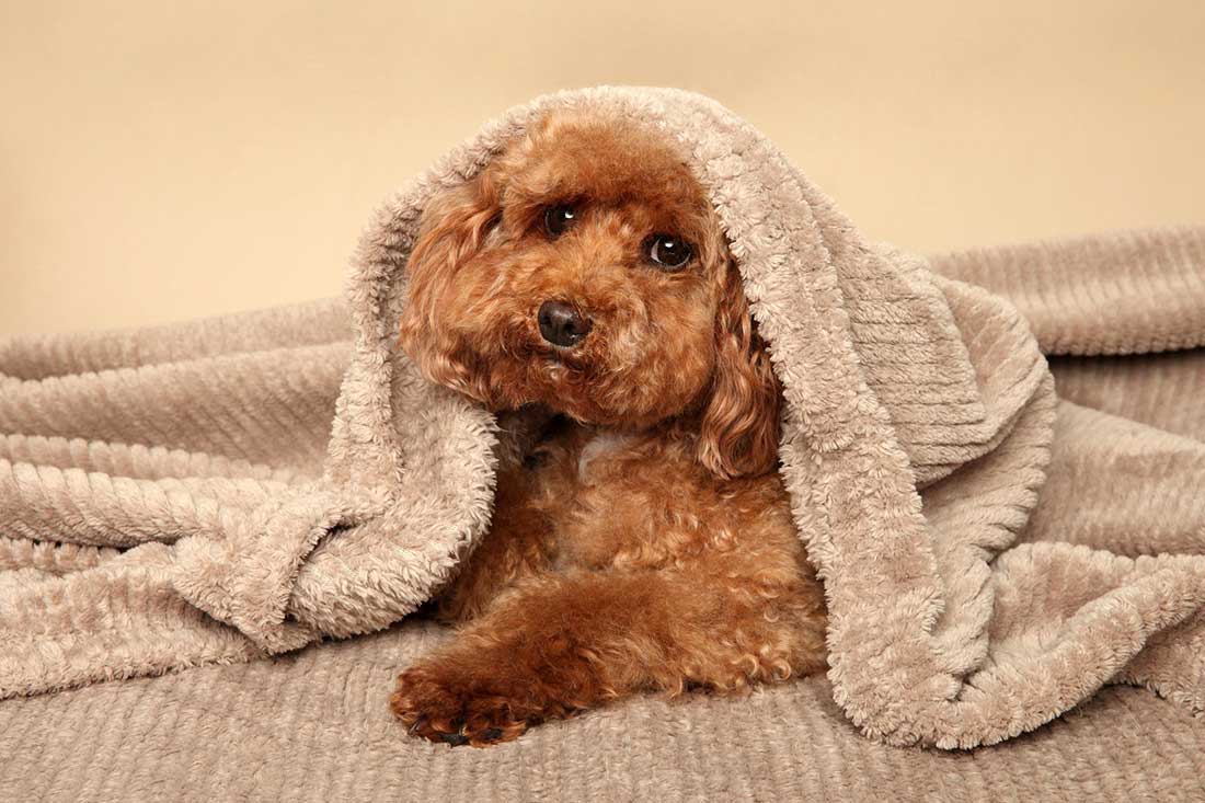 races de chien qui font bon ménage avec leurs congénères