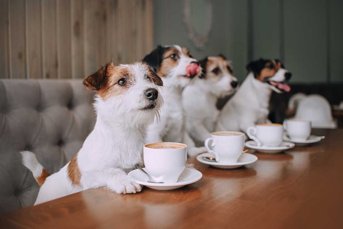 races de chien qui sont les plus communicatives