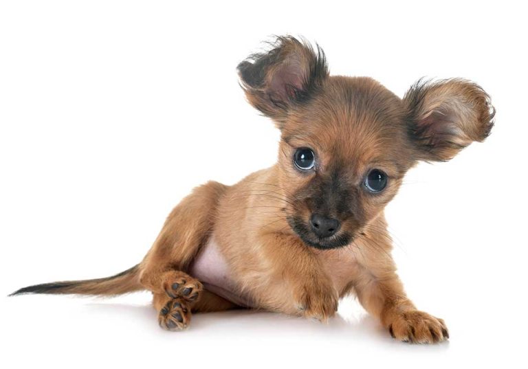 Les 9 races de chien qui vont le plus communiquer avec vous