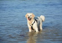 races de chien que vous pourrez emmener à la mer
