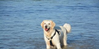 races de chien que vous pourrez emmener à la mer