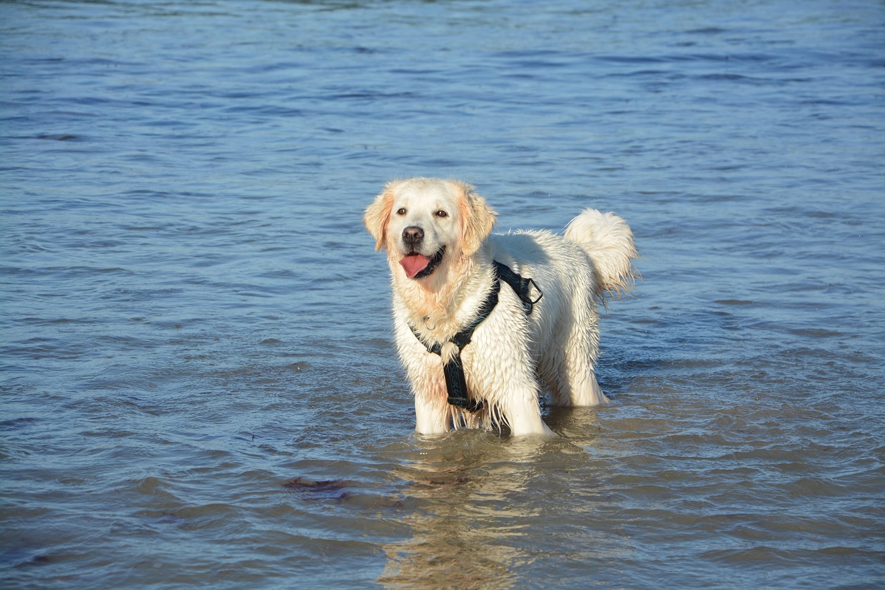 races de chien que vous pourrez emmener à la mer