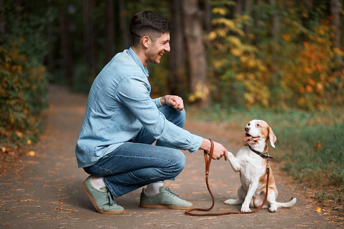 races de chien grande affinité avec leur maître