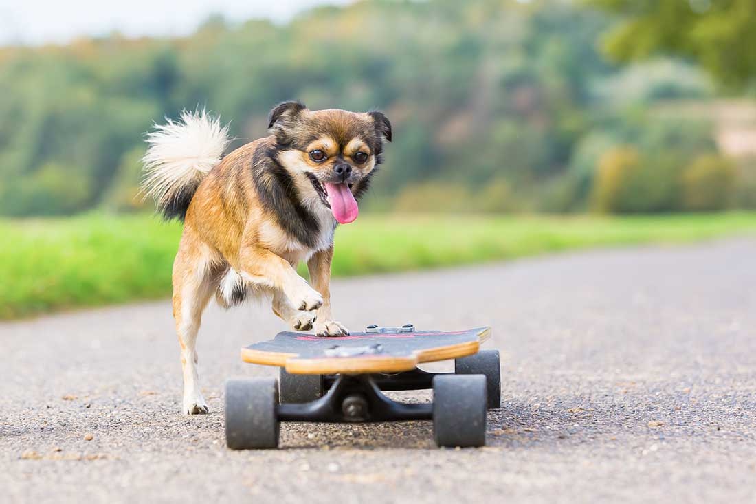 races de chien qui sont les plus impatientes