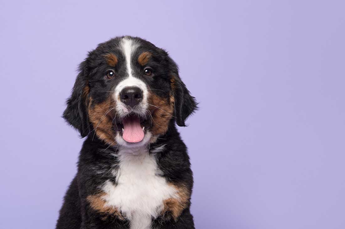 races de chien qui ne vont pas tenter de s’évader