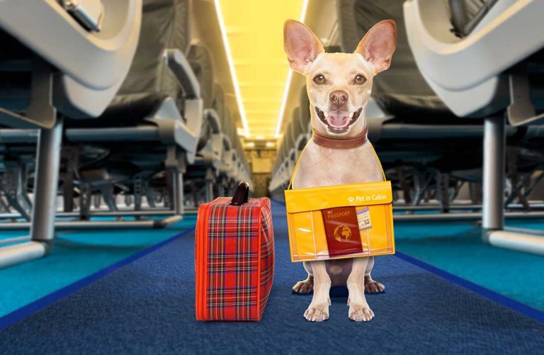 8 races de chien qui peuvent prendre l’avion sans danger