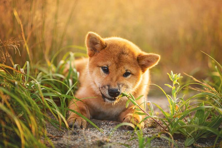 races de chien qui sont les plus renfermées