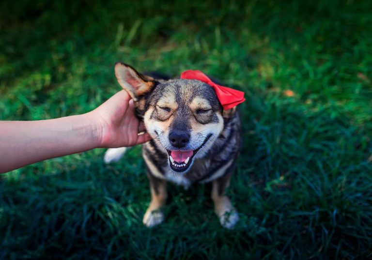 races de chien qui vont vite s’attacher à leur maître