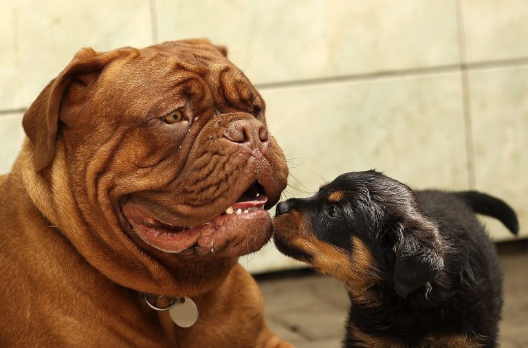 Grand chien ou petit chien : Quelle taille de chien adopter ?