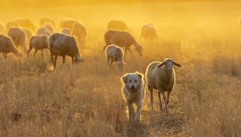 10 mythes sur les chiens de protection du bétail