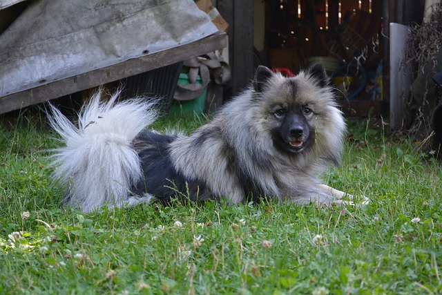 Keeshond