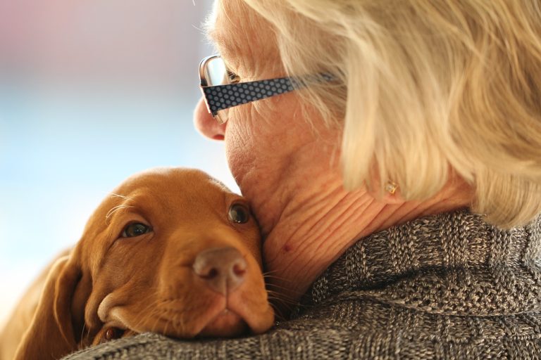 Des études sur les chiens pourraient aider les humains à vivre plus longtemps